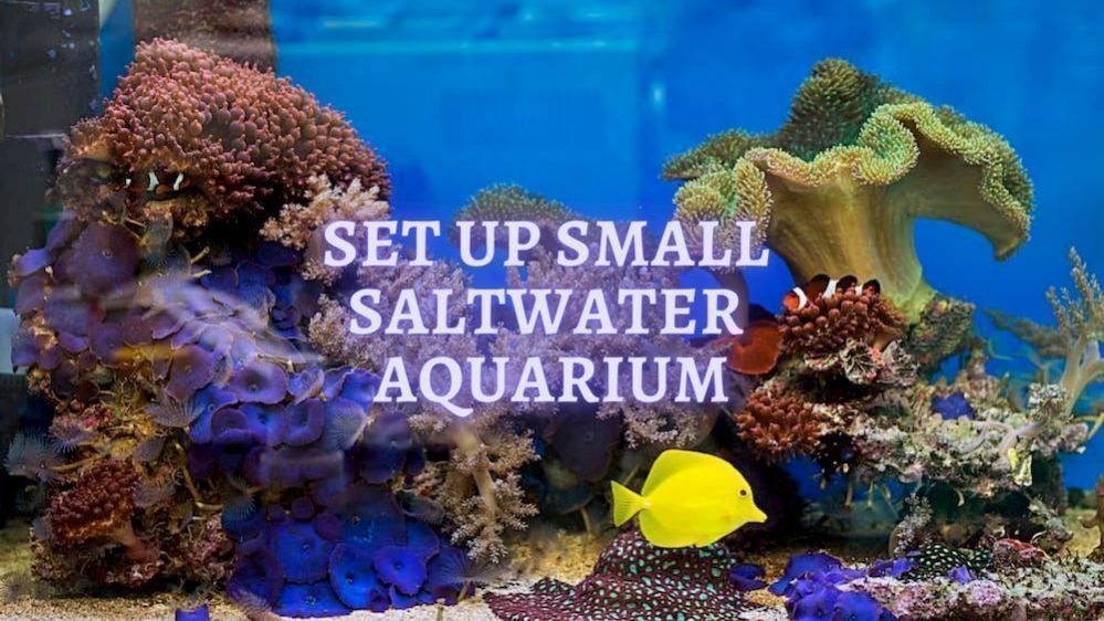 How to Set Up a Small Saltwater Tank - ThePets