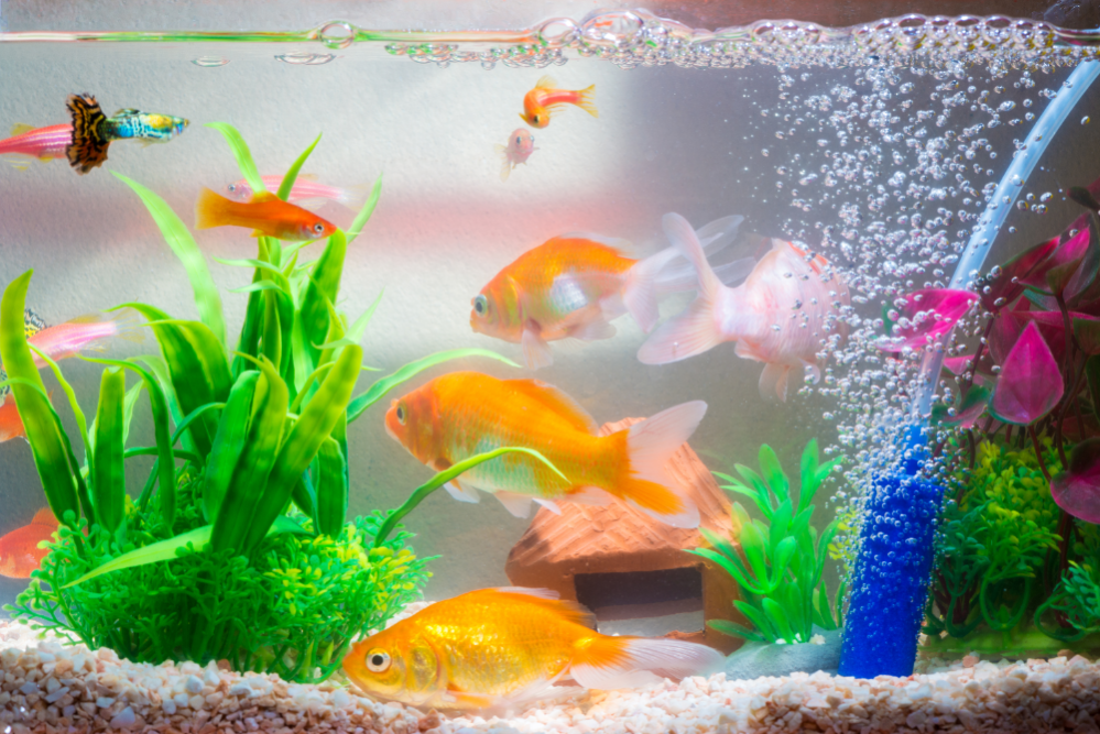 Freshwater Tank Setup: How to Setup a Freshwater Fish Tank?