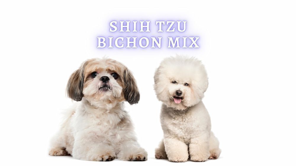 shichon dog breed