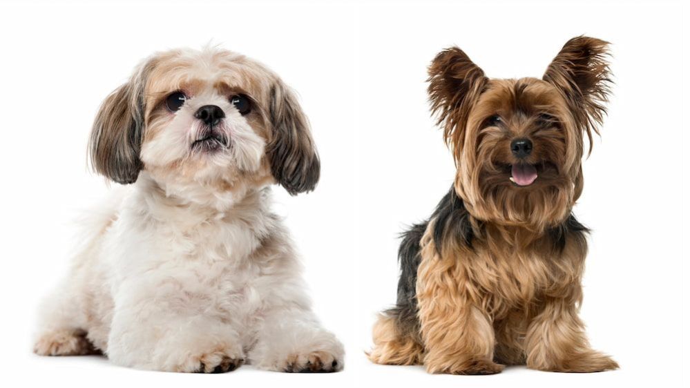 Shorkie Dog Breed: Temperament, Health and Care for Shorkie