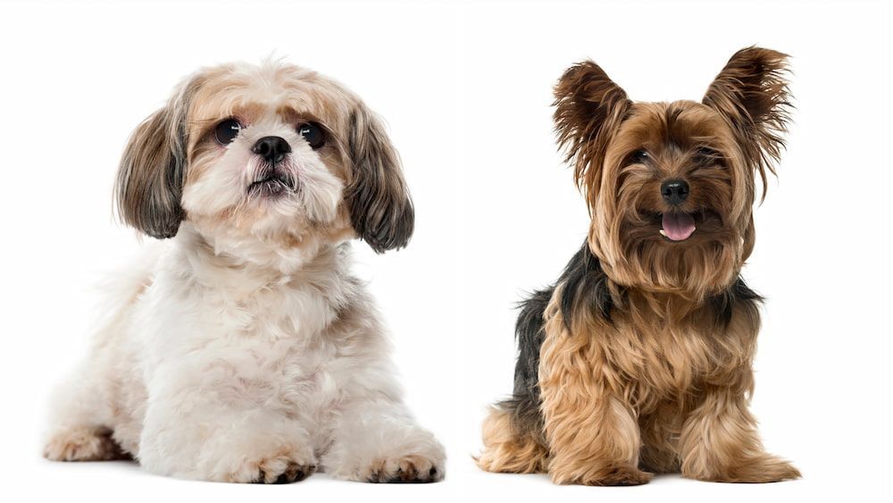 shih tzu and yorkshire terrier