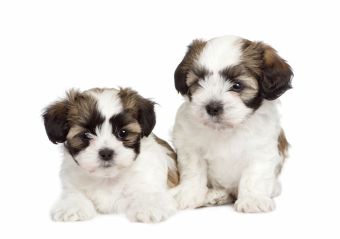 Maltese Shih Tzu Mix: Malshi Personality, Health and Care