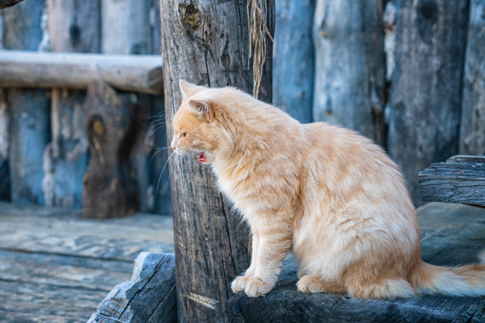 What to do with Stray Cat How do you take Care of a Stray Cat?