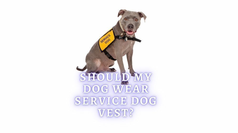 Service Dog Vest Should My Dog Wear It?