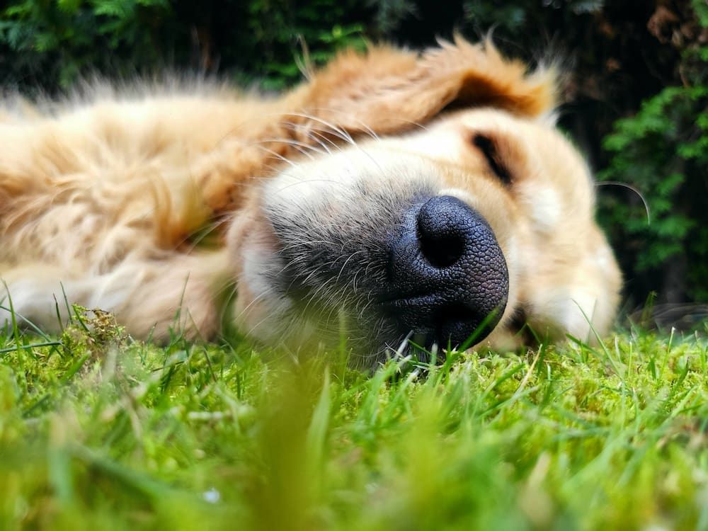 should you stop your dog from rolling in grass