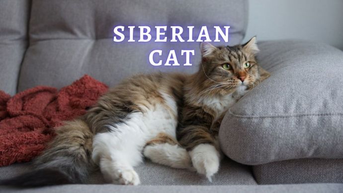 siberian cat breed