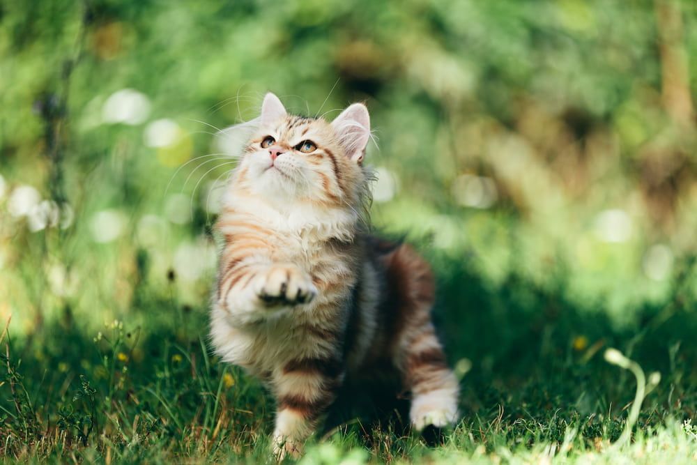 siberian cat kitten
