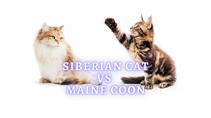 siberian cat vs maine coon