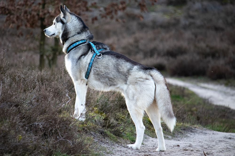 siberian husky appearence