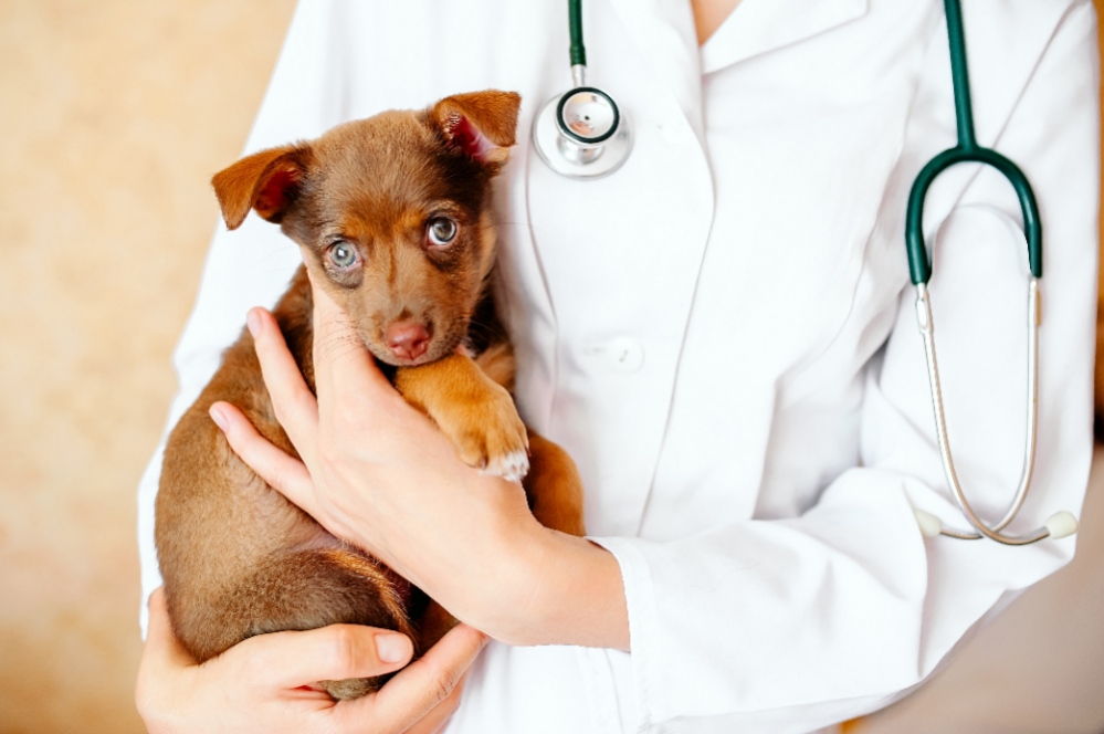 sick-puppy-signs-and-symptoms-how-to-know-if-your-puppy-is-sick