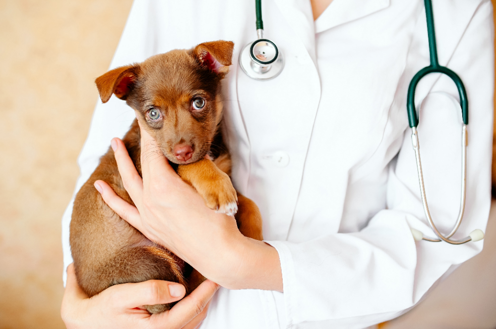 Sick Puppy Signs and Symptoms How to know if your Puppy is Sick?