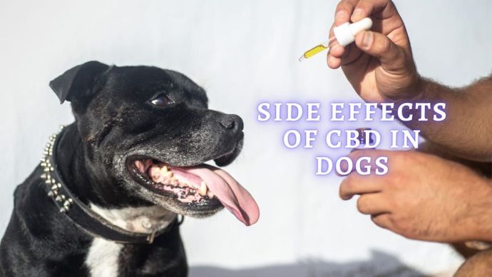 side effects of cbd in dogs