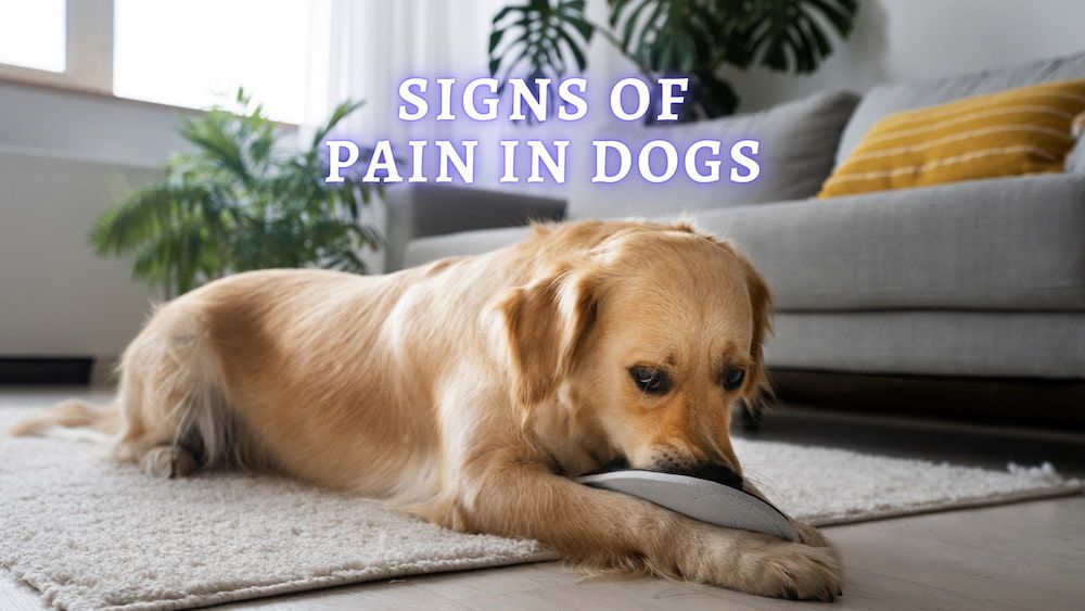sign of pain dogs
