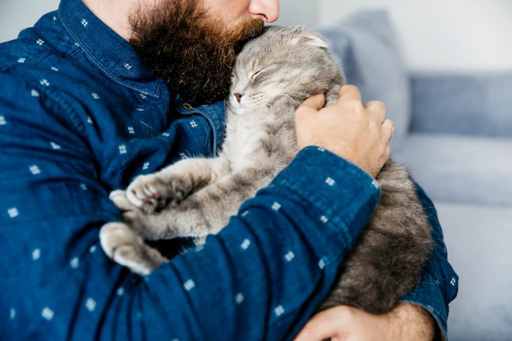 Signs your Cat Loves You How to know if your Cat loves you