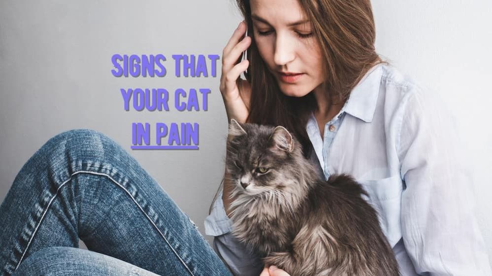 ᐉ Cat in Pain How to tell if a Cat is in Pain? (Veterinary Advice)