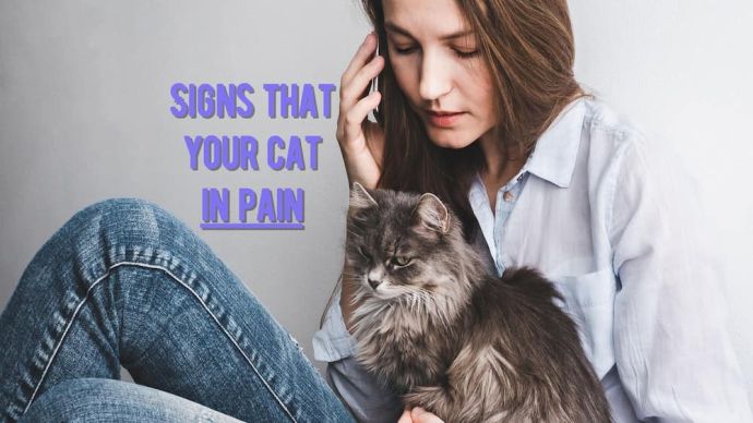signs my cat in pain