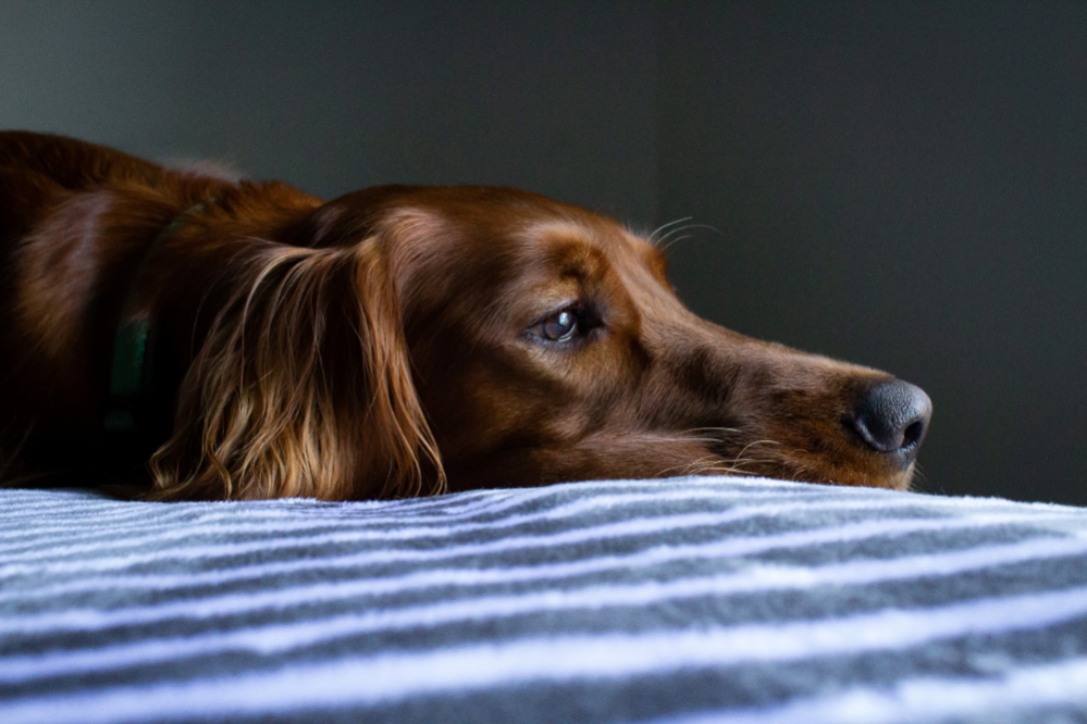 View of Dog Poisoning Symptoms: Signs my Dog ate something Toxic