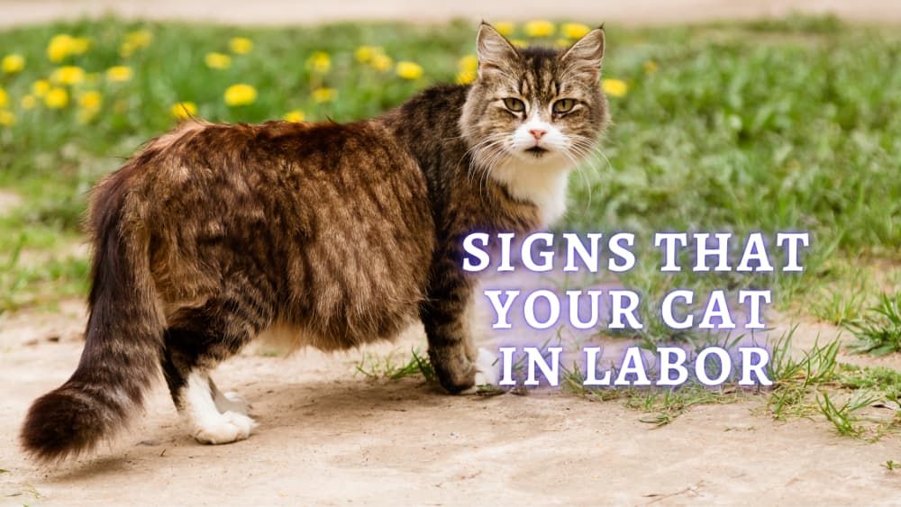 ᐉ Signs Cat Going into Labor How to Tell If Cat Is In Labor?