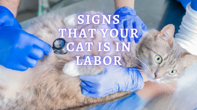 signs your cat in labor