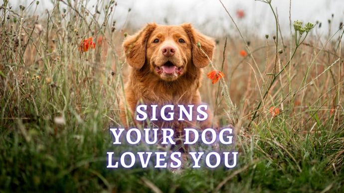 signs your dog loves you
