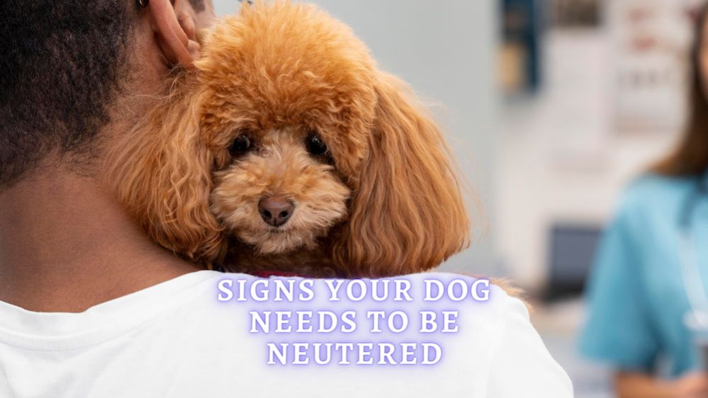 Signs That Your Dog Needs To Be Neutered (VetApproved Advice) Signs That Your Dog Needs To Be Neutered (VetApproved Advice)