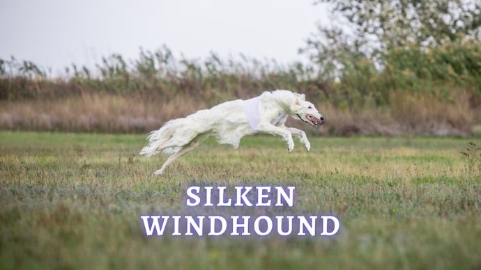 silken windhound dog breed