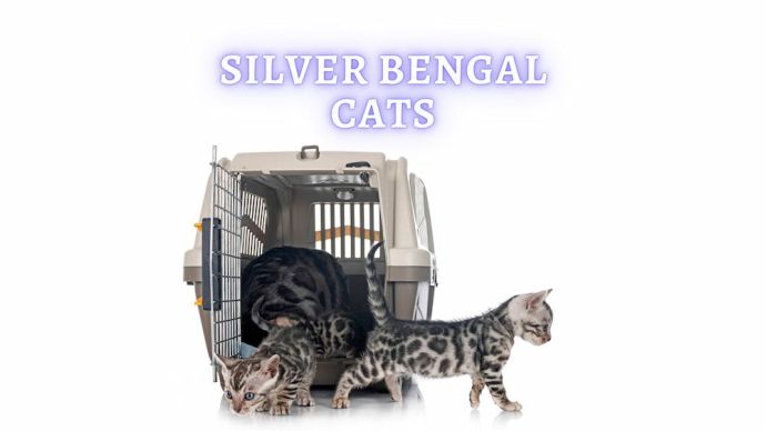 silver bengal cat