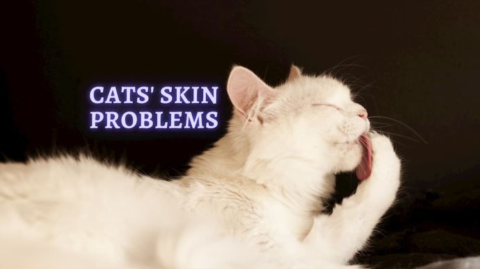 skin problem in cats owners guide