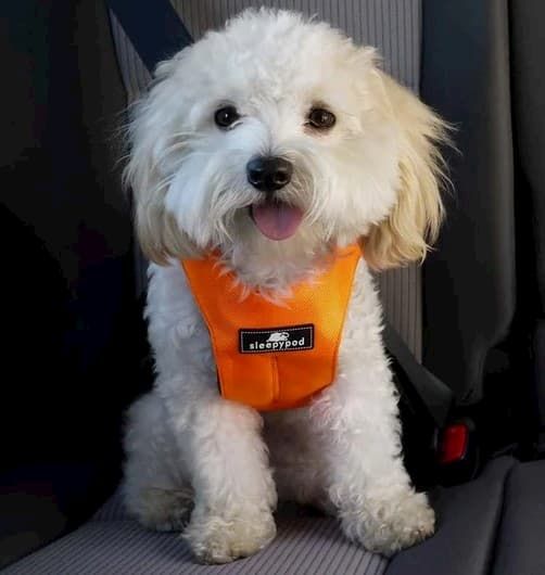 sleepypod clickIt sport crash-tested car safety dog harness