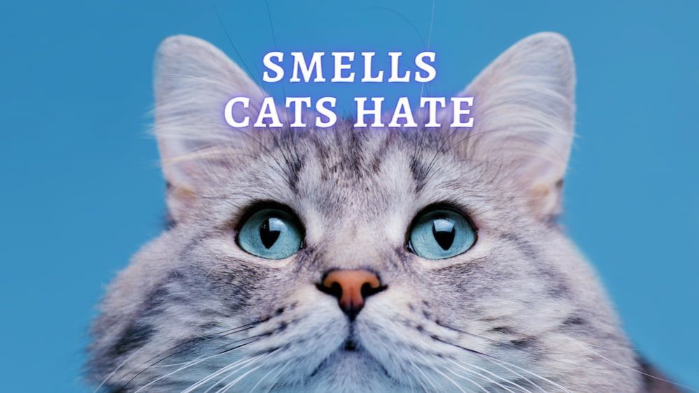What Smells Do Cats Hate? Understanding a Cat’s Sense of Smell
