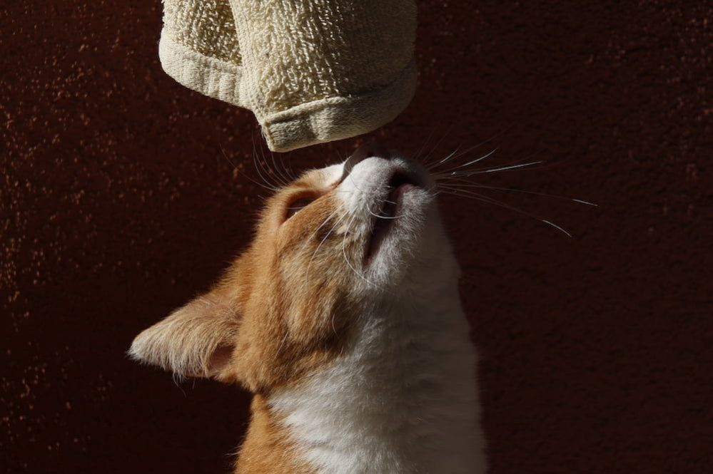 What Smells Deter Cats From Peeing? What smell will cats not pee on?