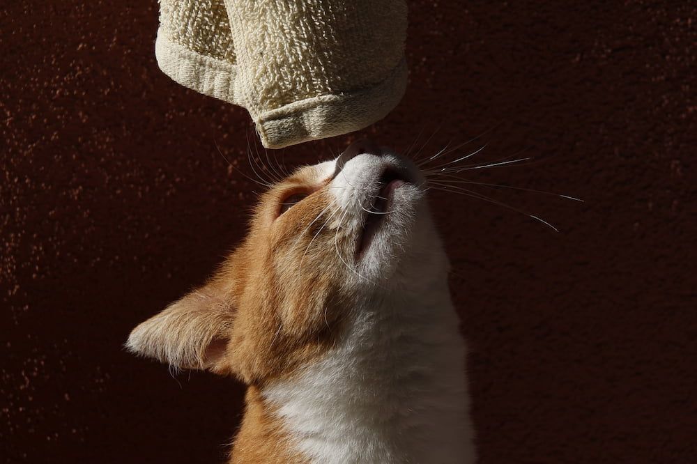 smells that deter cats from peeing outside litter box