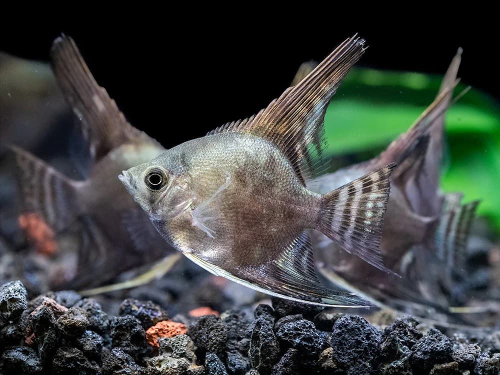 smokey angelfish