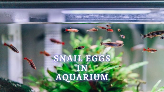 snail eggs in aquarium