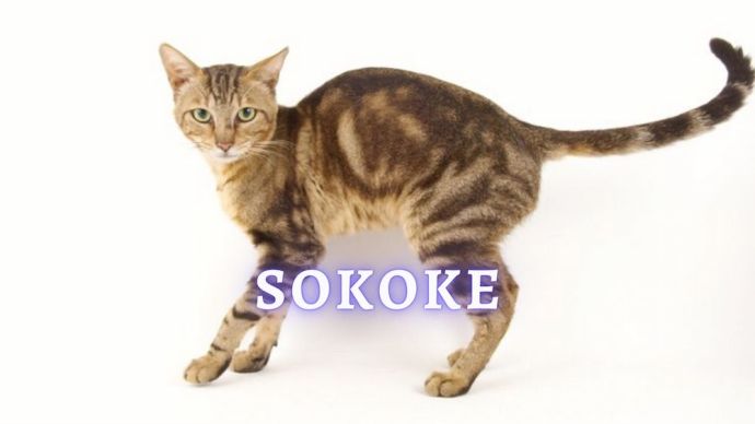 sokoke cat breed