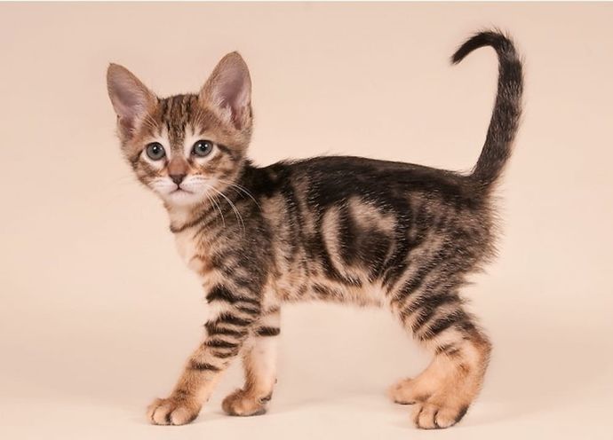 Sokoke Cat Breed History Lifespan Activity Care