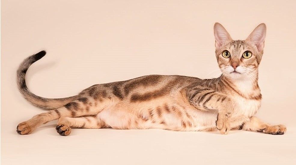 Sokoke Cat Breed History Lifespan Activity Care