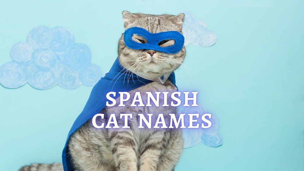 277 Spanish Cat Names Ideas