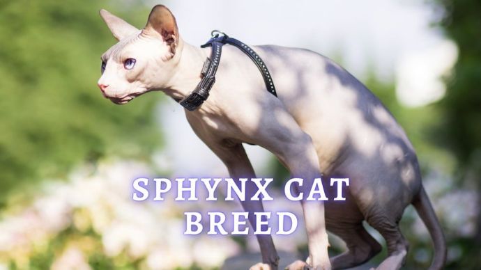 sphynx cat breed