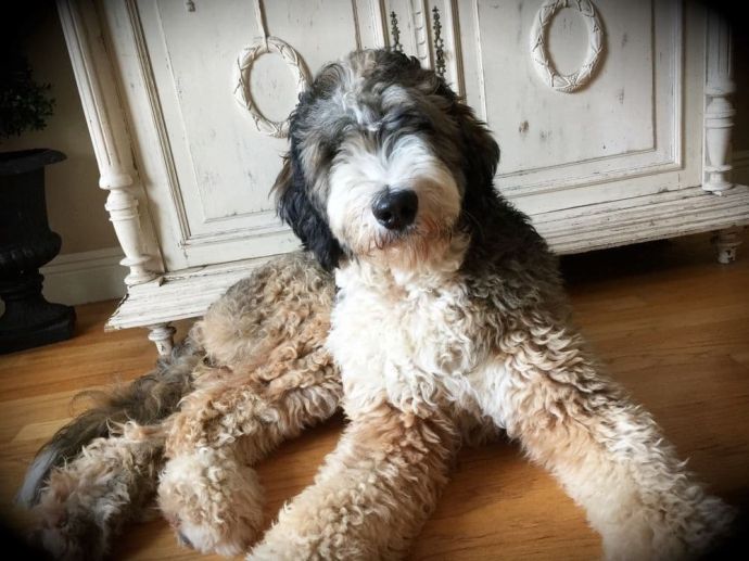 ≡ Bernedoodle Dog Breed What is a Bernedoodle? Full Breed Profile
