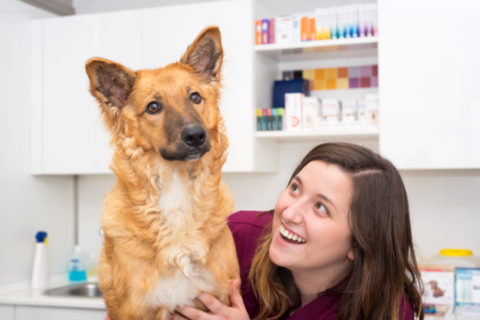 stem cell therapy for dogs
