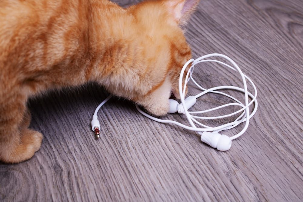 stop cat from chewing cords