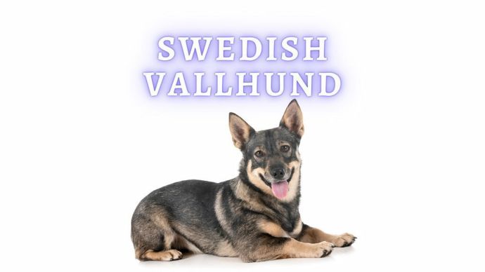 swedish vallhund