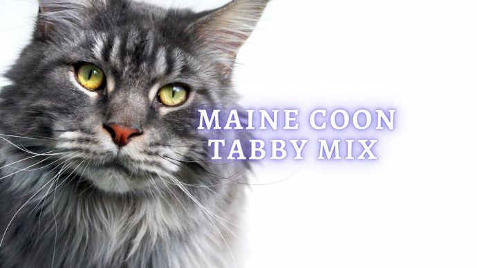 tabby maine coon mix