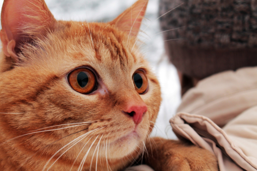 Common Deficiencies in Cats Thiamine, Vitamin D, Thiamine, Calcium