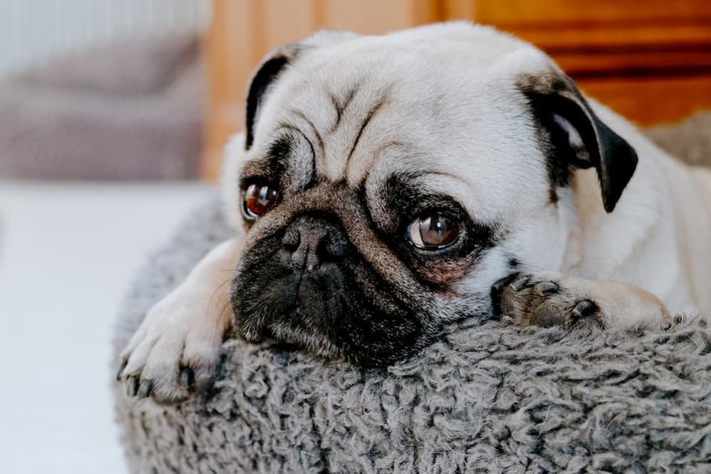 Dog Afraid of Loud Noises What to do if My Dog is Scared of Loud Noises