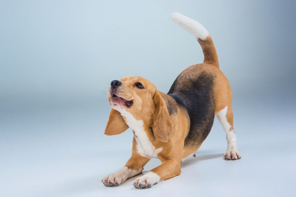 Classical Conditioning: Teaching an Old Dog New Tricks - ThePets