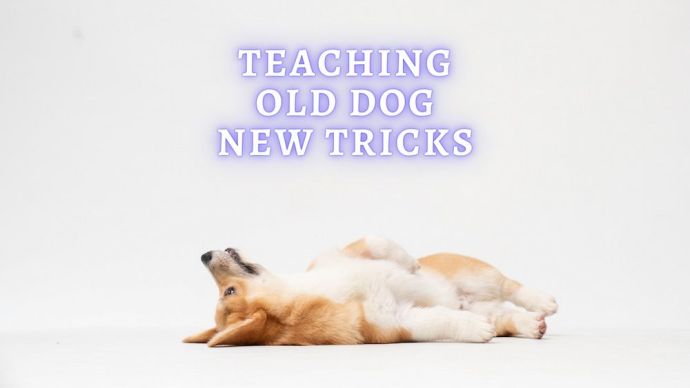 teaching old dog new tricks