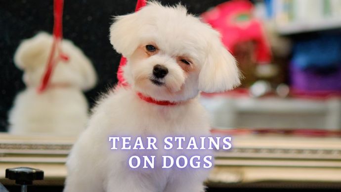 tear stains on dogs