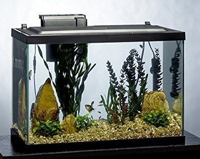 Best Fish Tank: The 15 Best Rated Aquarium Kits for Home Reviews